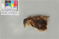 藏品(白頭翁)的圖片